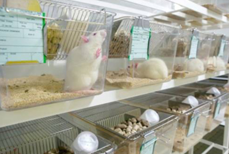 Animal Facility for studying several disease model 1